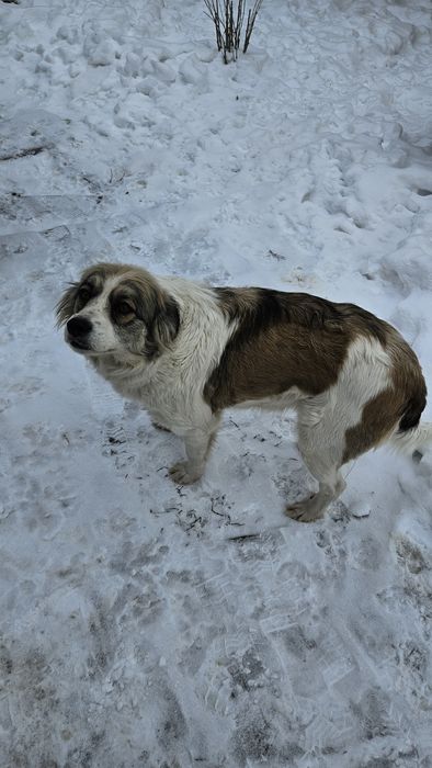 В добрі руки. Лагідна та дуже розумна.