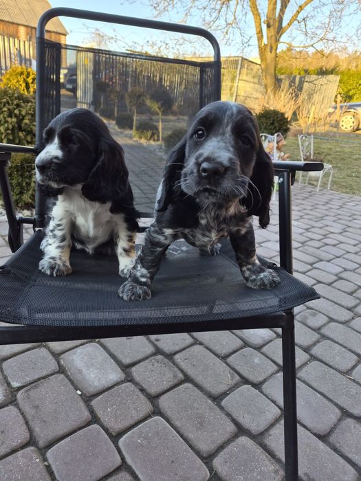 Piękny Piesek Cocker Spaniel
