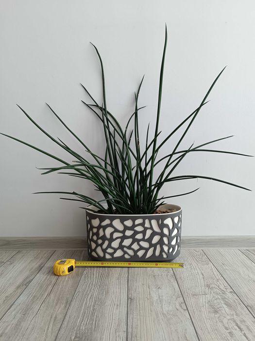 Wężownica Sansevieria cylindrica 90 cm