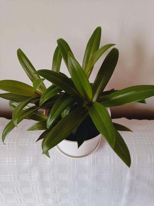 Kwiatek doniczkowy zielono - różowy