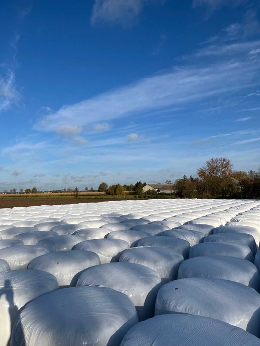 Bele kukurydzy, kukurydza w belach, kiszonka z kukurydzy