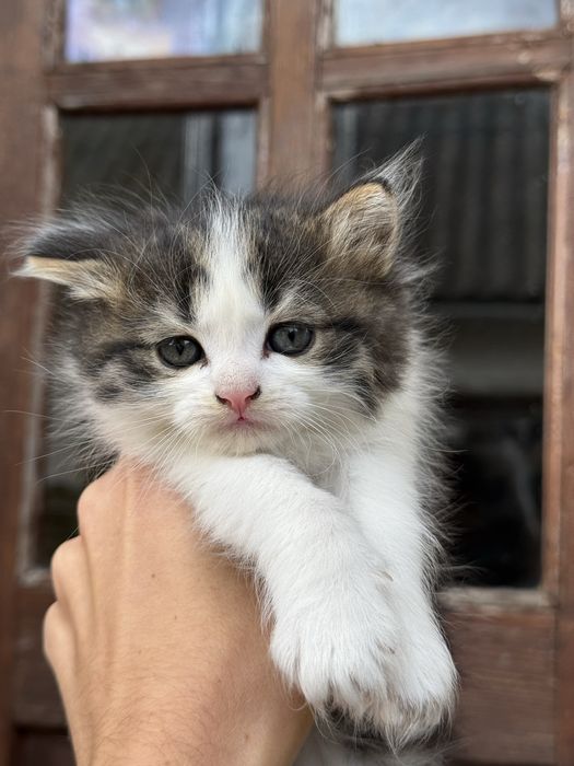 Кошенятка красунчики