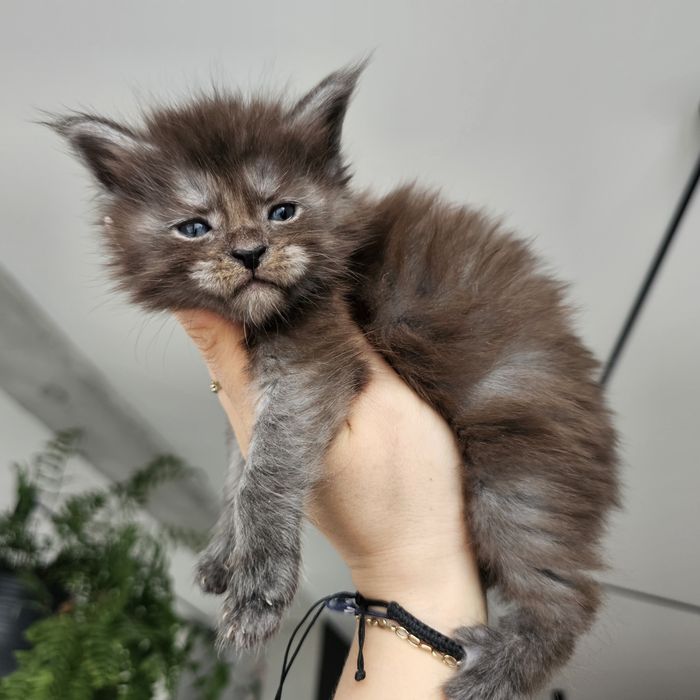 Koteczka Maine coon rodowód Fpl