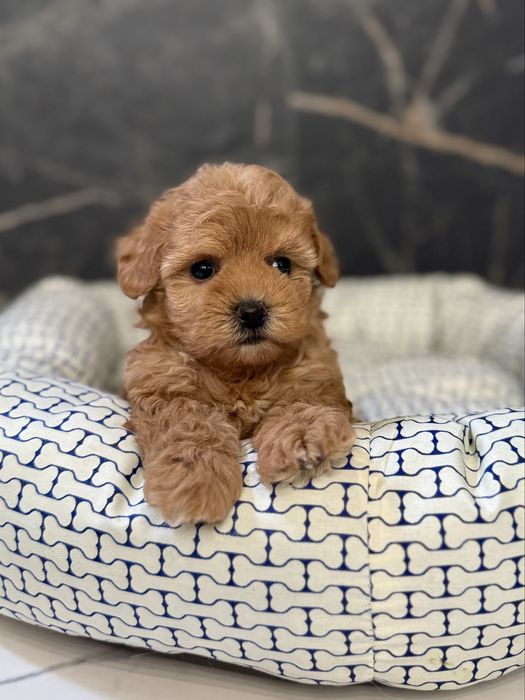 Дівчинка мальтіпу міні ф1. Ми в Луцьку