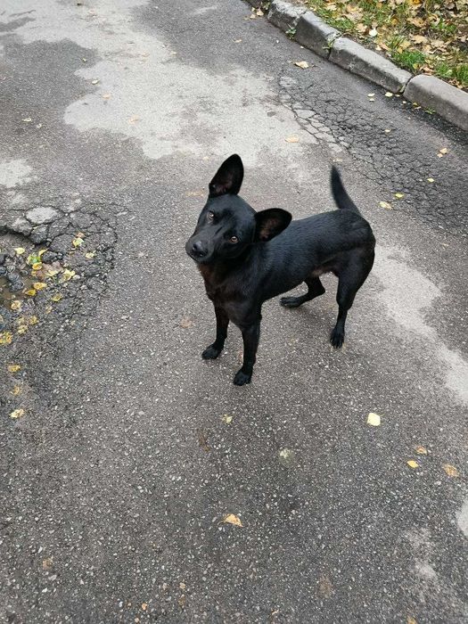 Собака в добрі й відповідальні руки