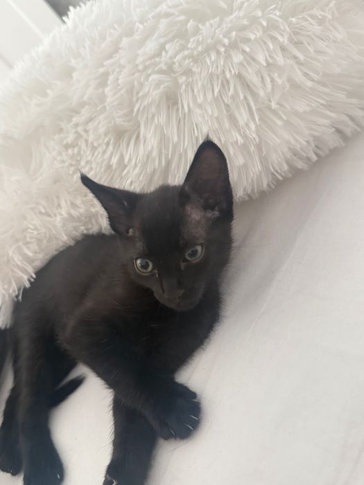 Gatinha para adoção responsável