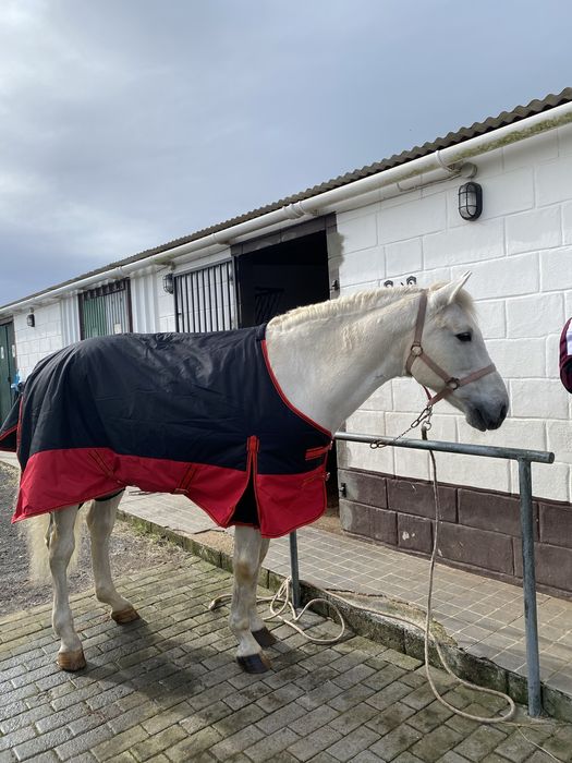 Cavalo cruzado de lusitano