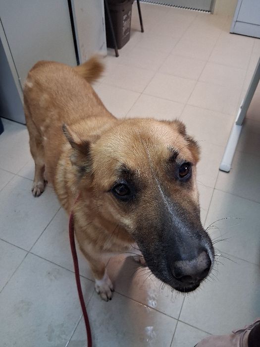 Meu pescoço quase cortado quando me resgataram