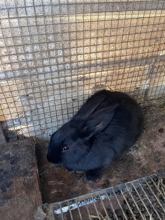 Coelhos  para vender