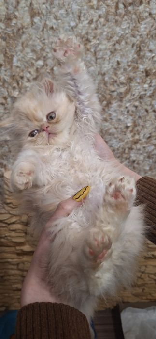 Породисті персидські кошенята