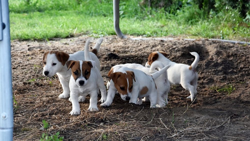 Jack Russell Terrier piesek !