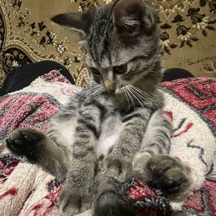 Красиві котенята