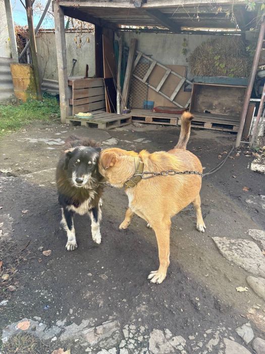 Собаки шукають домівкк, подвірʼя, привеземо