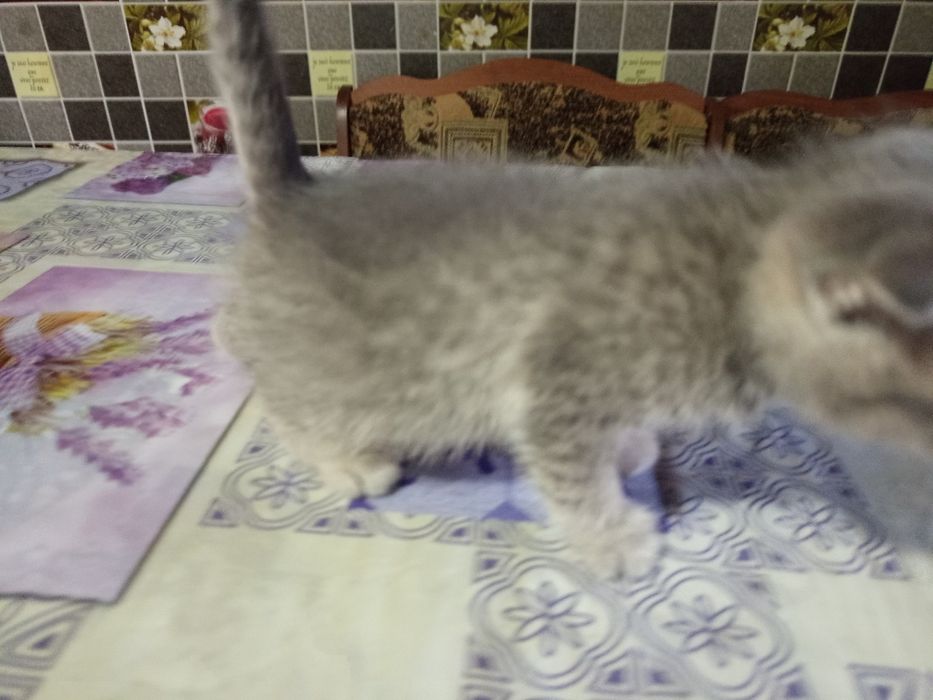шотландська висловуха