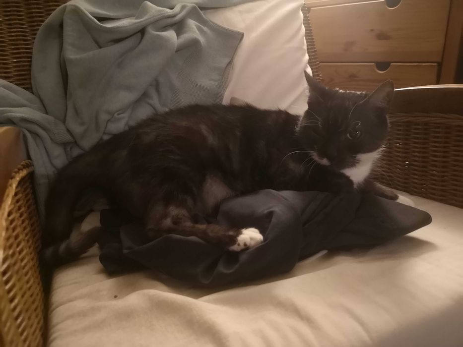 2 zdrowe koty domowe szukaja nowego domku