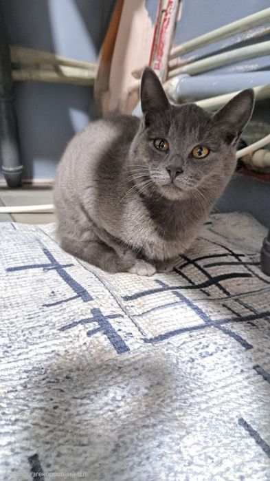 Сіренький котик Кекс шукає дім