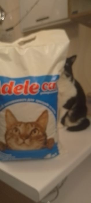 Туалетний папір для котів