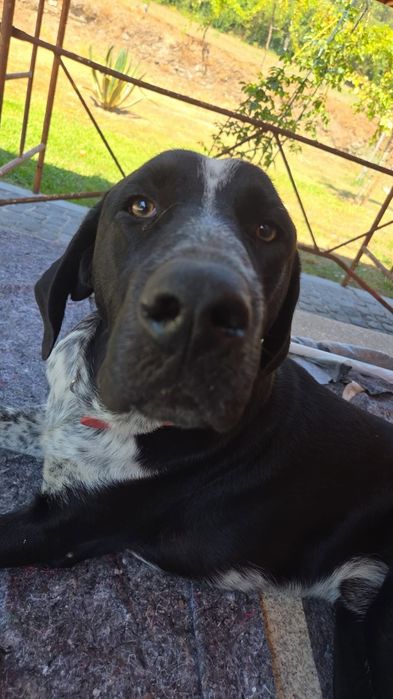 Tenho um Cão (Idade 1 ano)