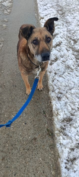 Yoko szuka dobrego domu