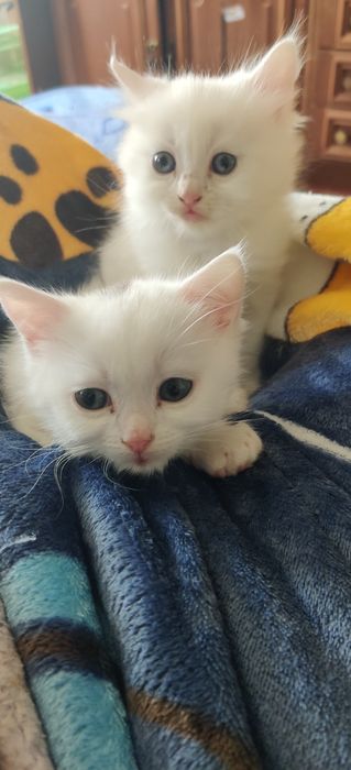 Британські кошенята