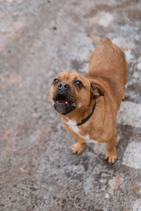 Malutki Odyn w typie buldoga francuskiego do adopcji!