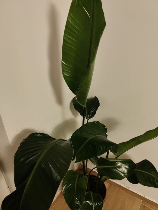 Kwiat Strelitzia Nicolai
