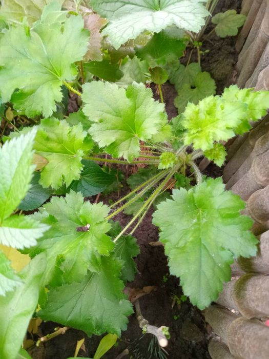 Гейхери п’ять видів