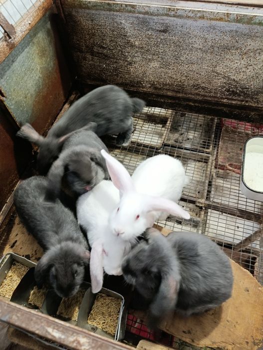 Кролики продажа / м'ясо и племя