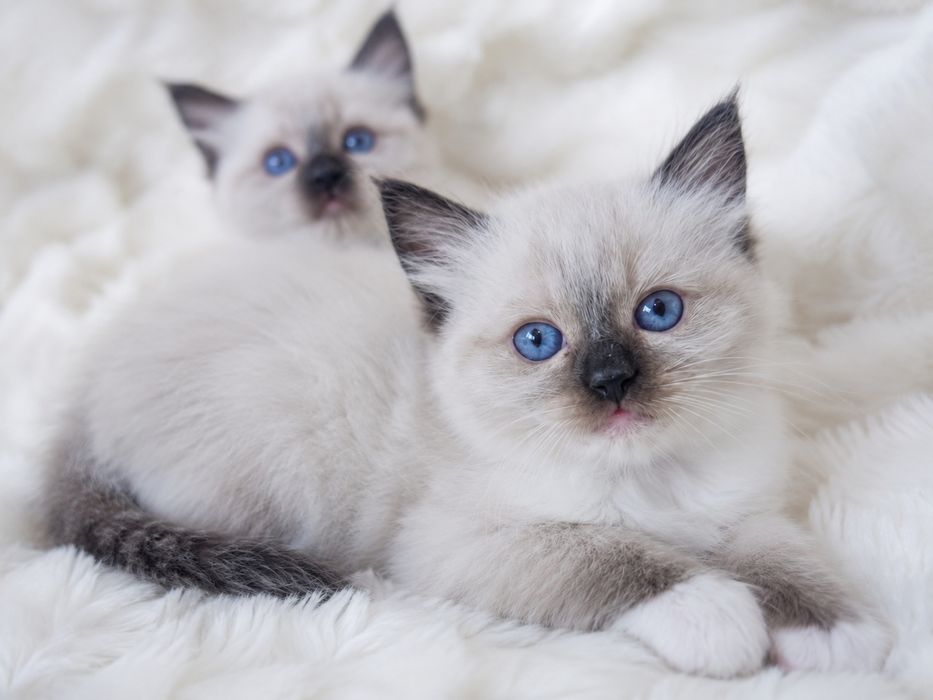 Ragdoll (Kocieta Ragdoll z rodowodem) gotowe do odbioru