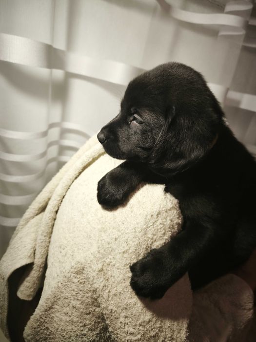 Хлопчик Лабролайчик ! ТЕРМІНОВО ! Розглянемо вашу ціну