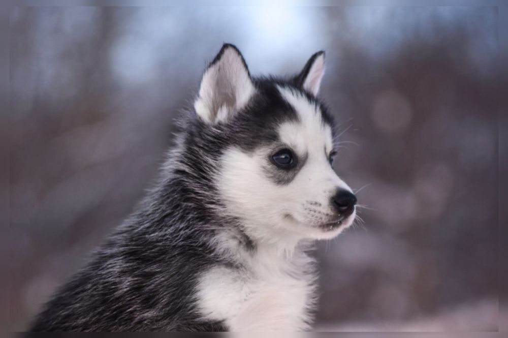 Найкращий хлопчик хаскі