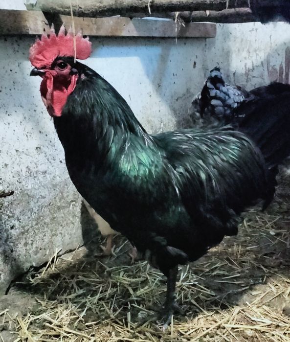 Продам инкубационное яйцо курей породы Джерсийский гигант