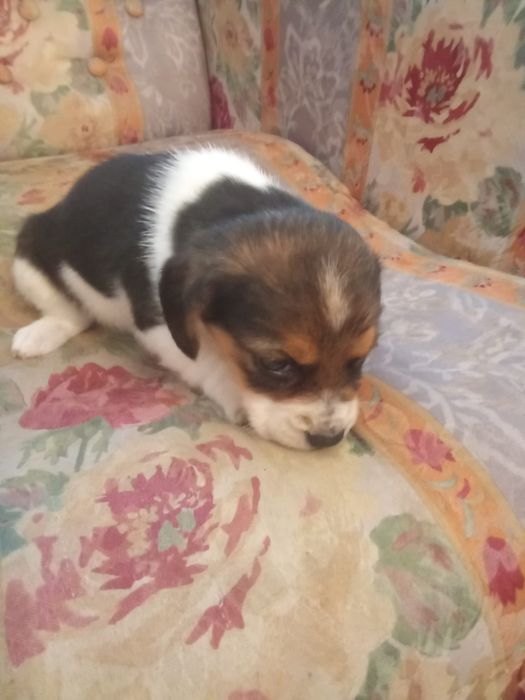 Beagle tricolor fêmea