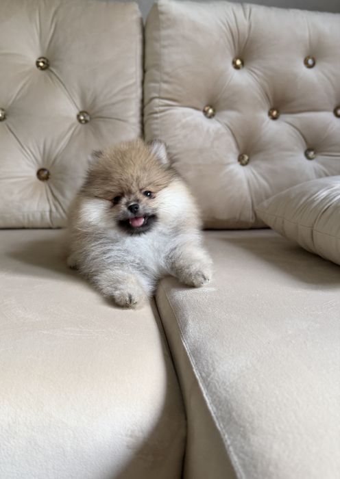 Piękna mini suczka Pomeranian FCI