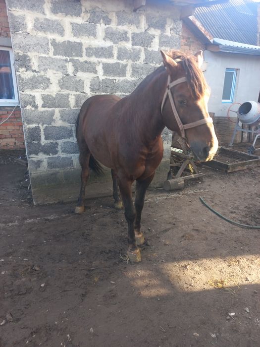 Продається дві кобили