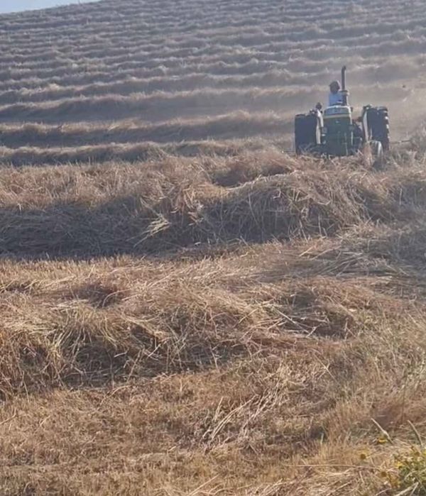 Feno de azevem semeado