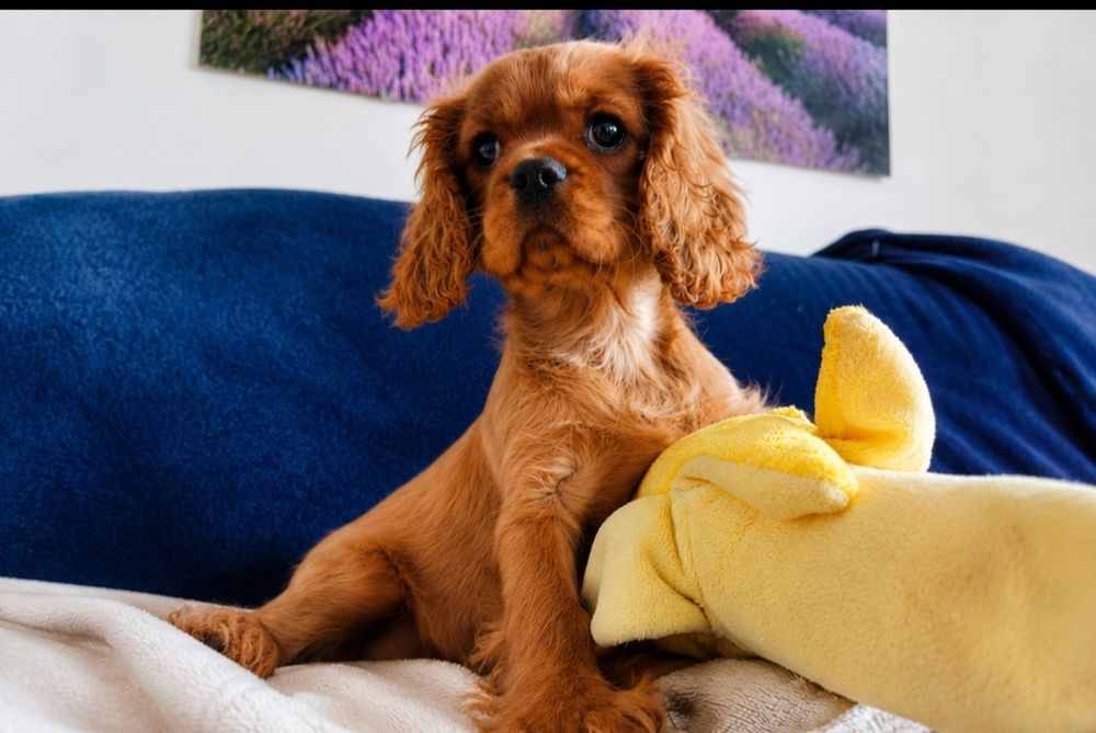 Cavalier King Charles Spaniel