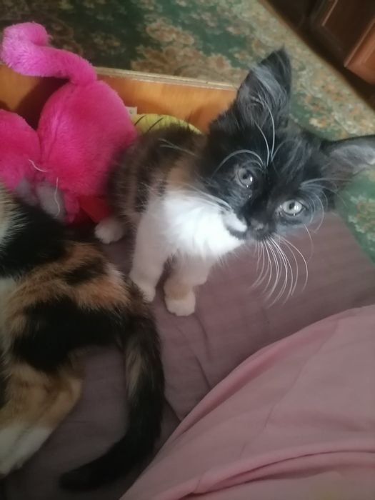 Отдам котят в добрые руки