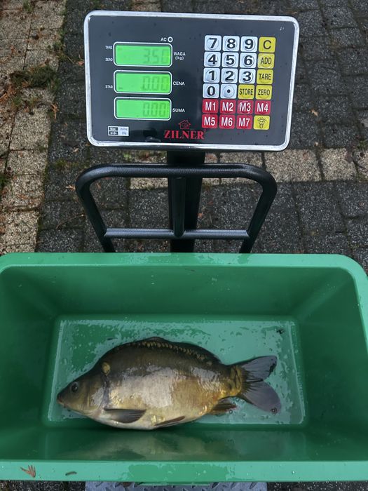 Sprzedam Ryby: Karpie, Amury, Tołpygi, Karasie, Szczupaki