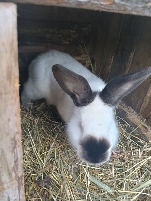 Sprzedam samca kalifornijskiego czarnego