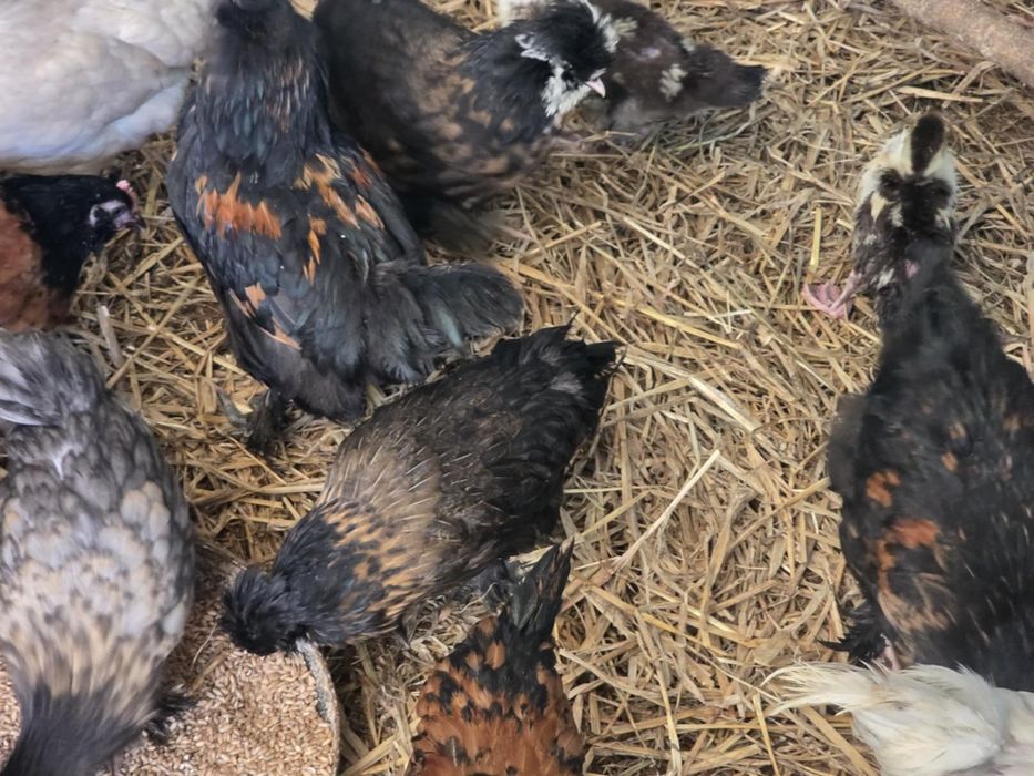 Kury ozdobne 9 tygodniowe