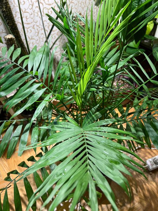 Хамедорея "Бамбукова пальма"