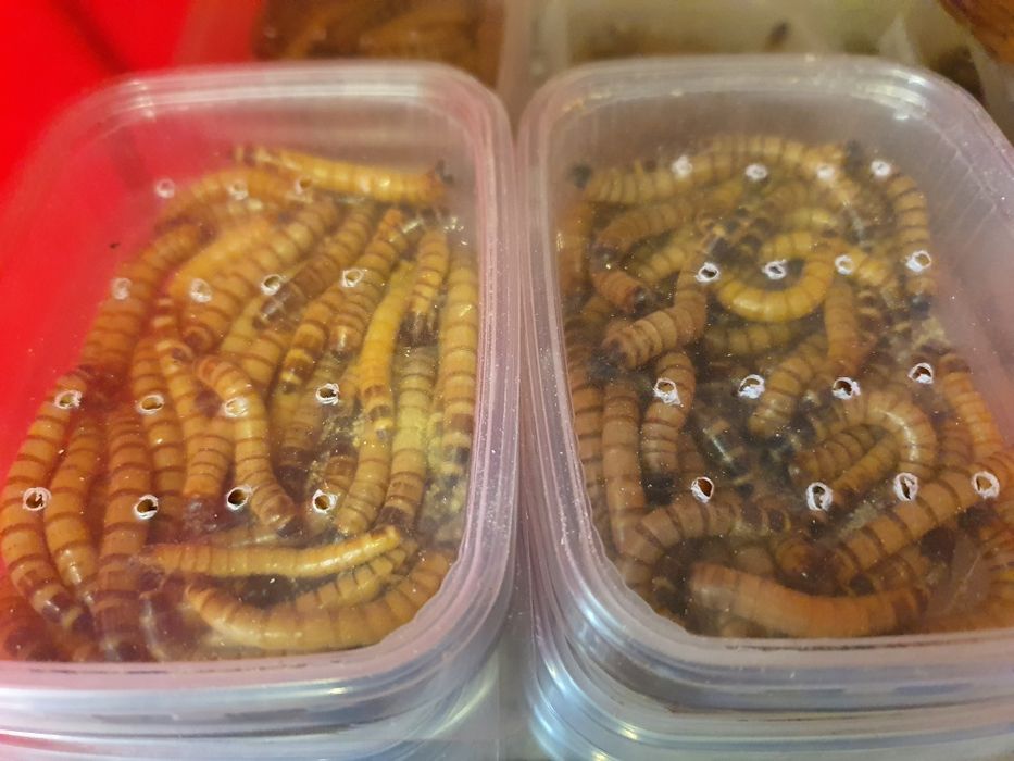 Świerszcze, mączniki, drewnojady || Karmówka, jaszczurka, białko