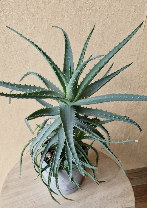 Aloes drzewiasty aloe arborescens kwiat doniczkowy