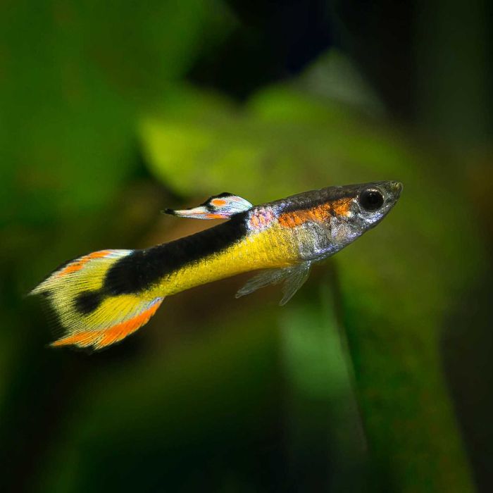 GB Gupik Endlera Saddle Back