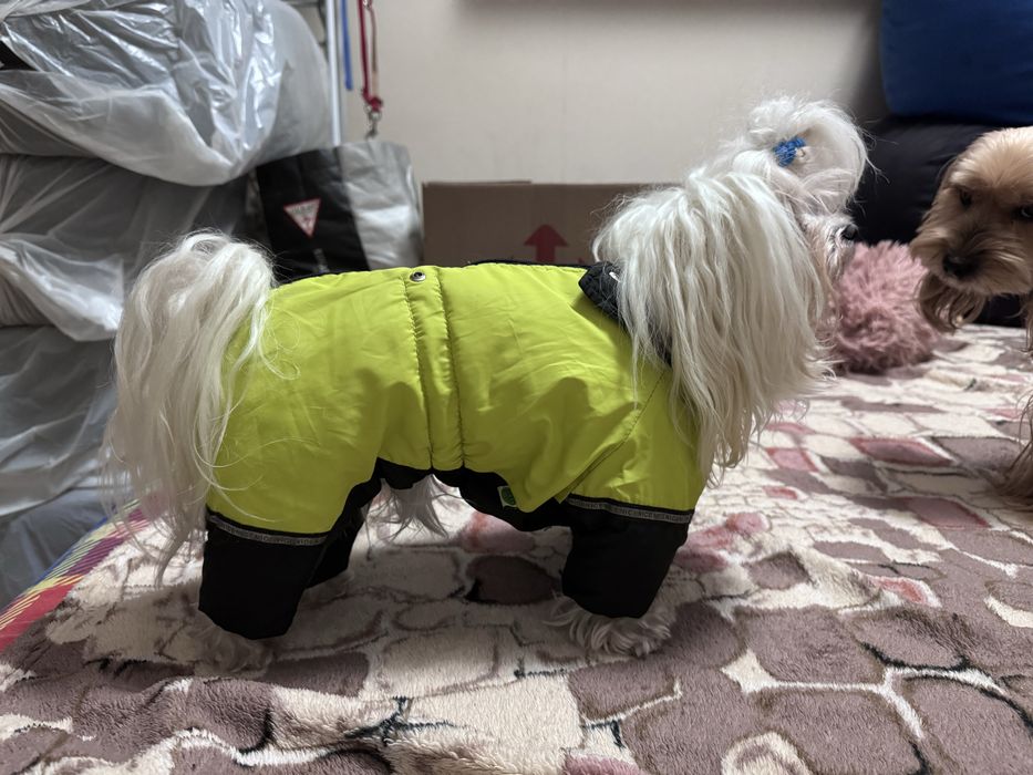 Комбинезон для собак