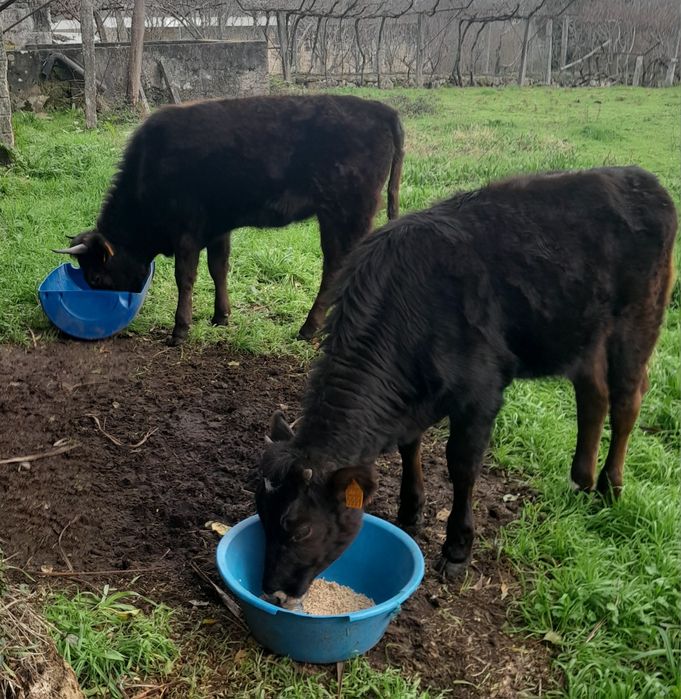 wagyu x cachena novilhas