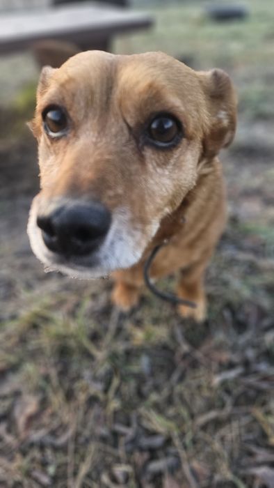 Beza w typie jamniczka szuka domu