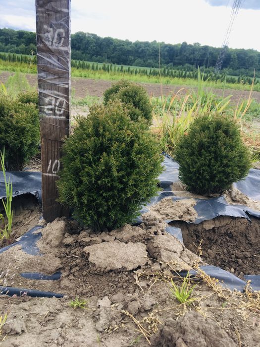 Вкорінені черінки туї,ялівця,самшиту