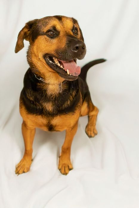 Cão para adoção responsável